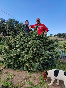 cannatonic lemon dove viene coltivata