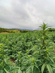 watermelon marijuana light